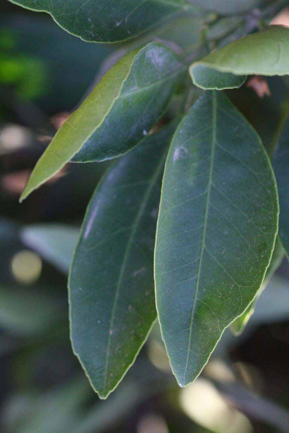              Shade leaves (Riverside, CA)       